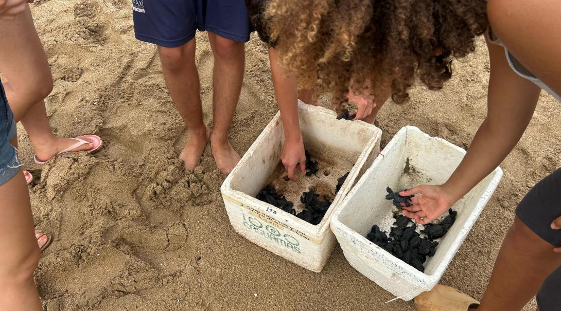 Conservation volunteers handling baby turtles on the beach in Mexico